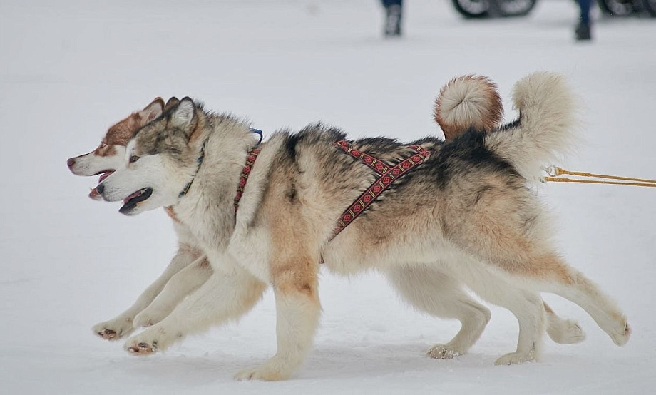 Главные герои сростинской новогодней программы для детей – северные ездовые собаки