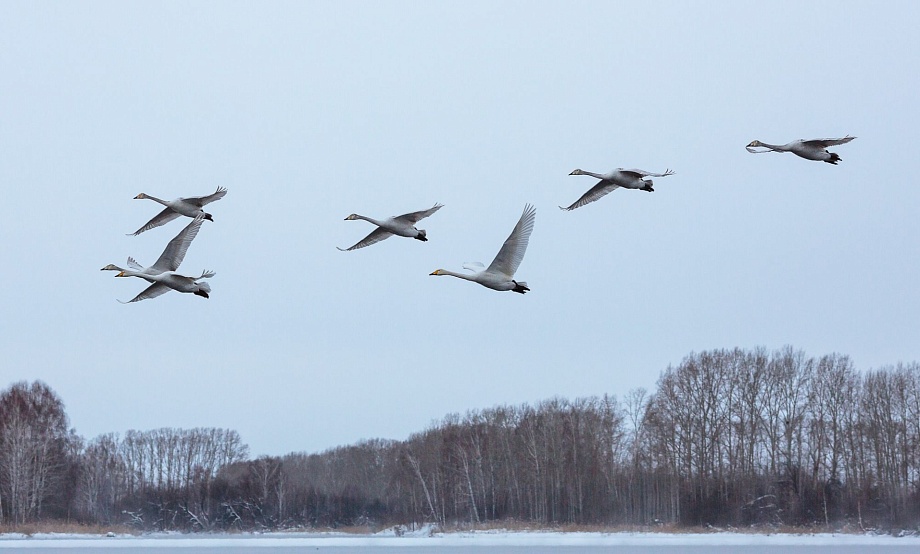 На озеро Светлое по вечерам уже прилетают первые лебеди. Над Бийской полыньей «разведчики» пока только кружат