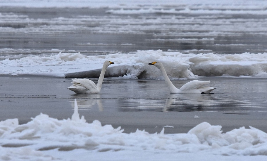 Едем и везем, но позже: по метеоусловиям переносятся бесплатные туры к лебедям и спортивные старты «Алтайской зимовки»
