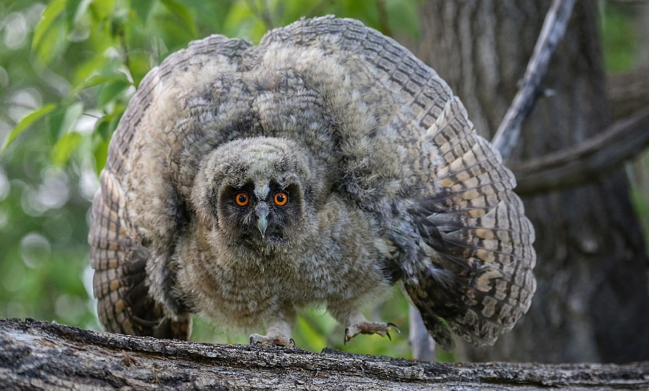 «Птицегляды» отметят День орнитолога музейной встречей с печеньками. Наполнять кормушки будут на тропе в ленточном бору
