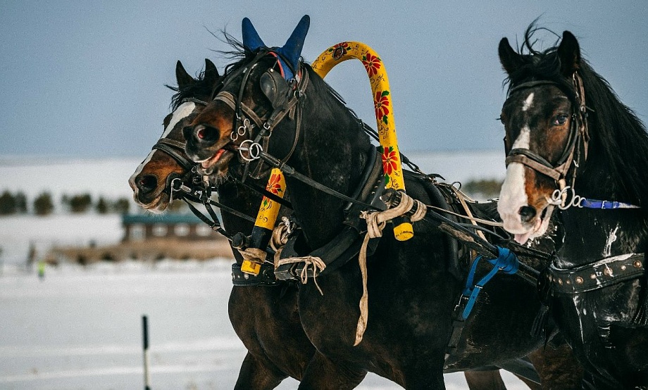 Полтора десятка троек в праздничной упряжи пронесутся по ипподрому «Алтай» на Сибирской Масленице