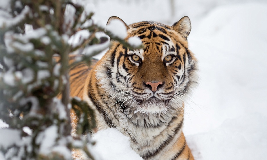 Weekend-гид: экскурсия по зоопарку, кулинарный мастер-класс и лыжные гонки на собаках