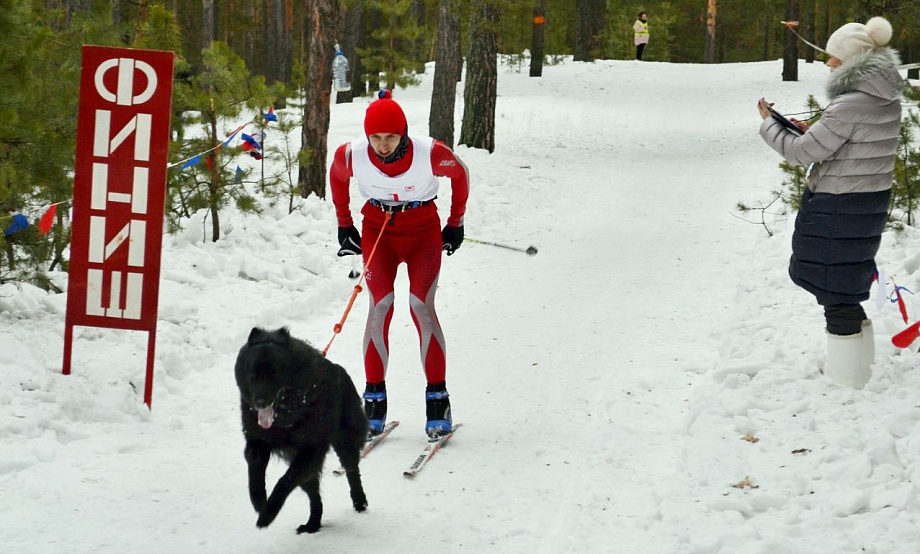 Есть собака и лыжи – приходите на буксировку в «Изумрудный», а нет – посмотрите на «шестилапую» гонку со стороны