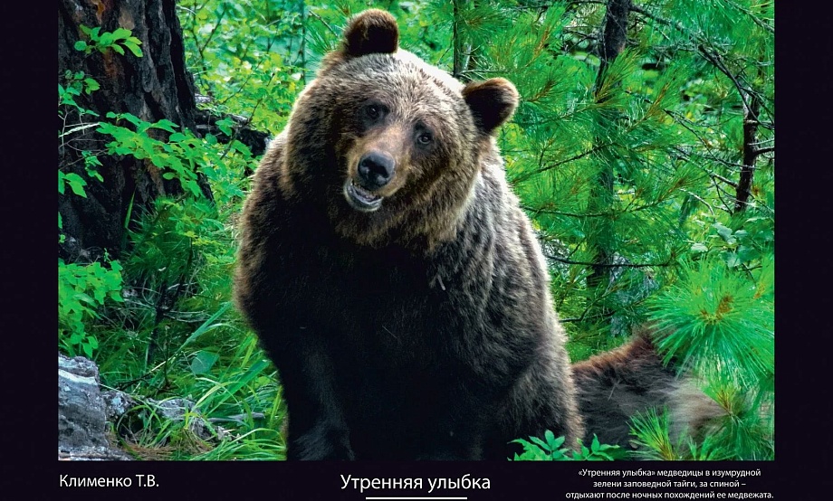 Активность медведей вынуждает закрыть для туристов экотропы на особо охраняемых природных территориях региона