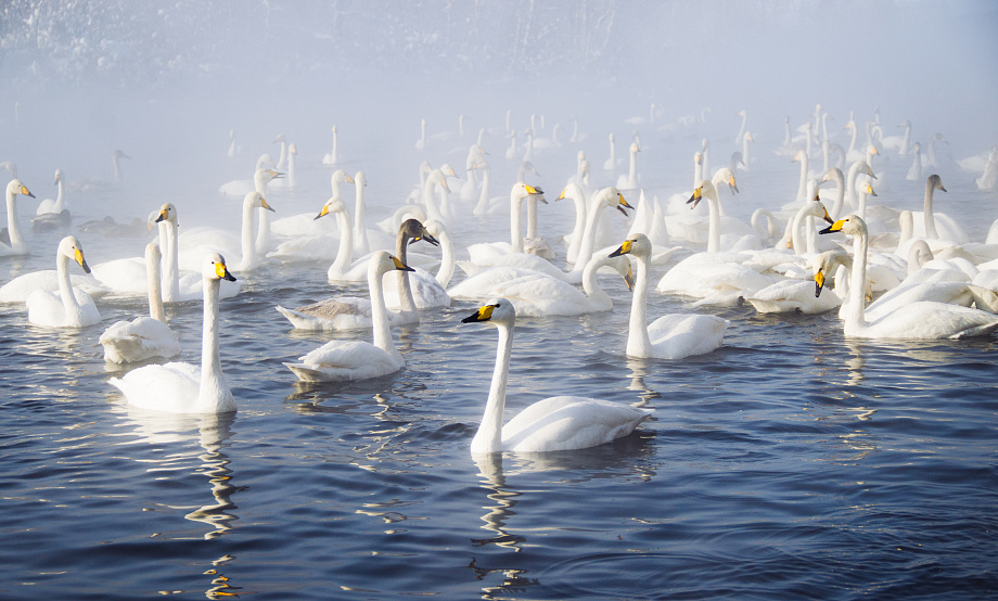 Swans overwintering