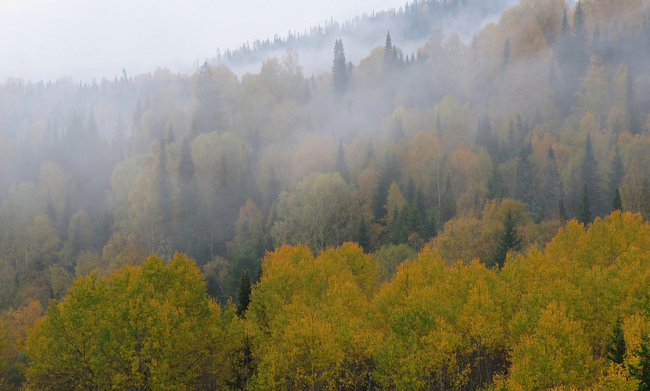 У краснокнижных соколов появится зона покоя в Салаирской тайге, а у степных ландшафтов – в Рубцовском районе