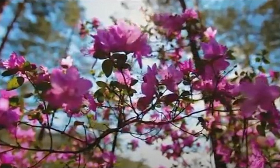 Видеоролик «Цветение маральника» - финалист конкурса «Диво России»