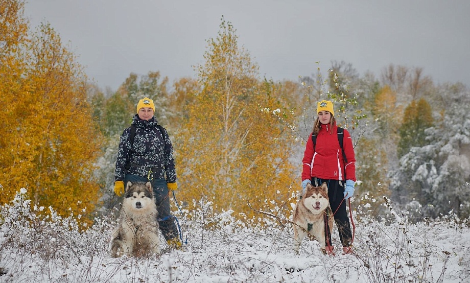 Пара часов интенсивной прогулки с пушистым маламутом по лесам и полям: субботний досуг на родине Шукшина