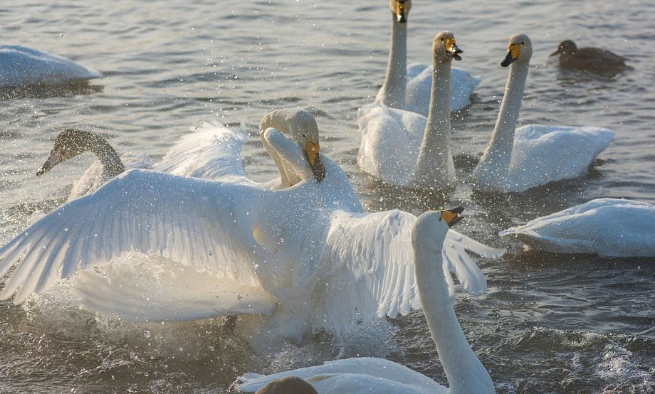 Лебеди улетают с незамерзающего озера в Алтайском крае