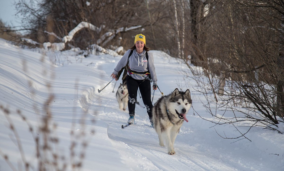 Земляки Шукшина придумали новый турпродукт: групповые лыжные походы с ездовыми собаками к природным достопримечательностям
