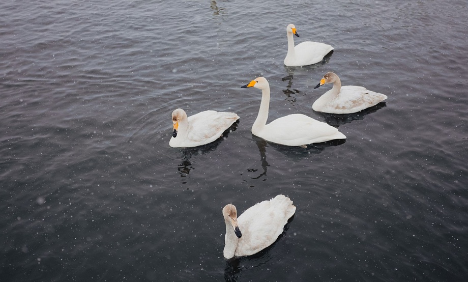 От лебедей на озере Светлом к отдыху в Белокурихе: «Моя Планета» знакомит с алтайскими туристическими магнитами