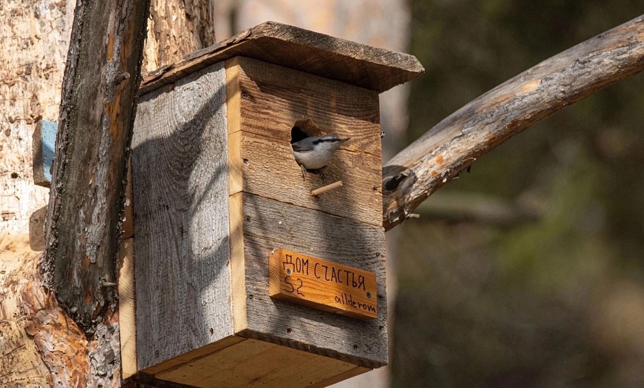 Уютно пернатым, тепло пятерне: Сибирская Масленица возобновила конкурс первой круглой даты и добавила новый к 20-летию