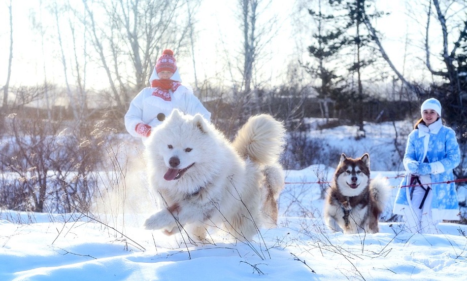 Аляскинские маламуты и северные самоеды – звезды новогодних интерактивов на сростинской Заимке Деда Мороза