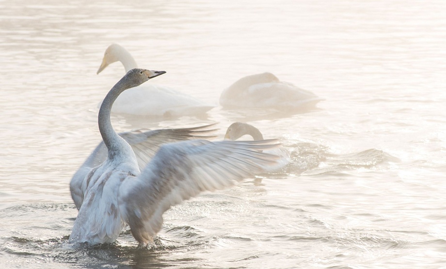 «Лебединый рай» открыт еще полтора-два месяца: поспешите на встречу с его обитателями