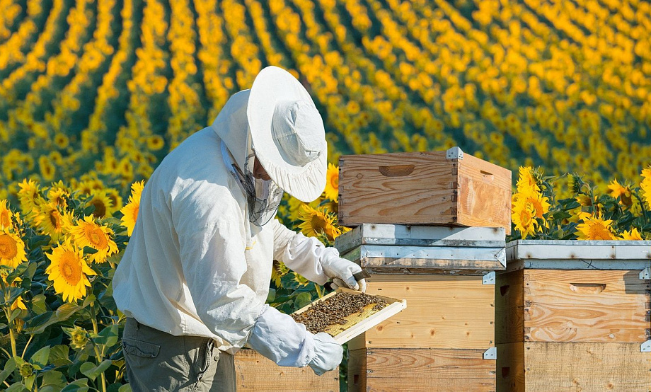 На Федеральном форуме фермеров организуют семинары по сельскому туризму. Онлайн доступен после регистрации