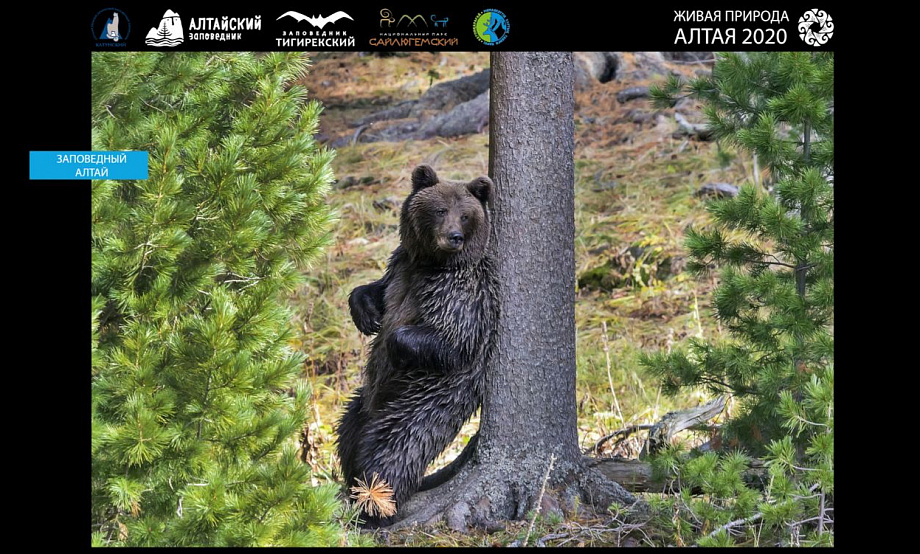 Медведь пошел за черникой и в кедрачи: ряд заповедных экотроп на Алтае закрыли для туристов