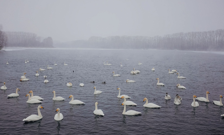 Лебеди – на водоемах «алтайской зимовки». В честь открытия зимнего турсезона к ним запланированы бесплатные туры
