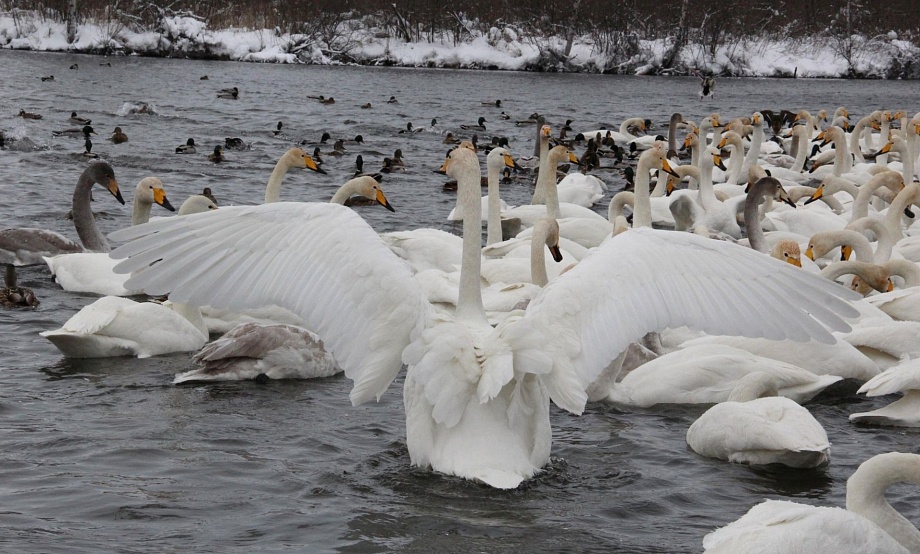 До полутора тысяч зимующим на Алтае лебедям не хватило «чертовой дюжины»: в крае снова посчитали водоплавающих