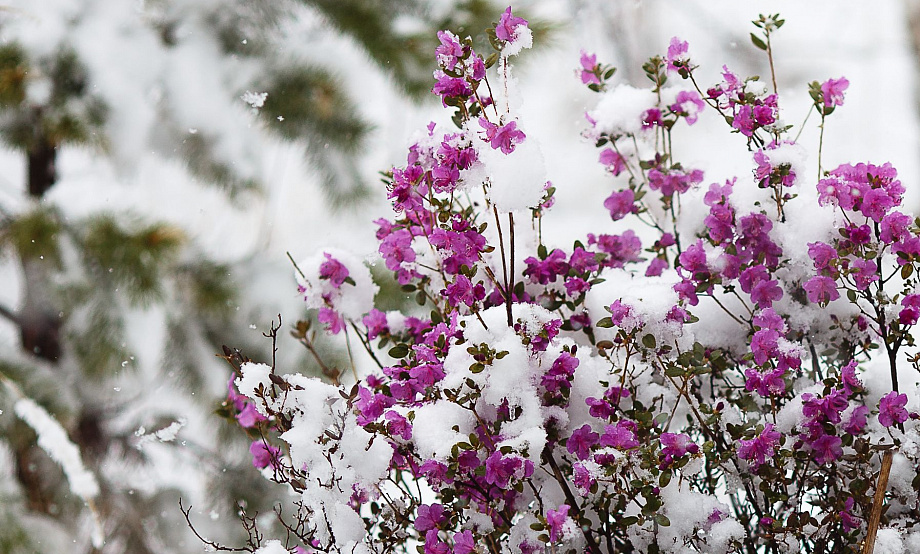 Маральник на Алтае расцвел и почти сразу ушел под снег